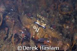 Velvet swimming crab. Menai strait. D200, 105mm. by Derek Haslam 